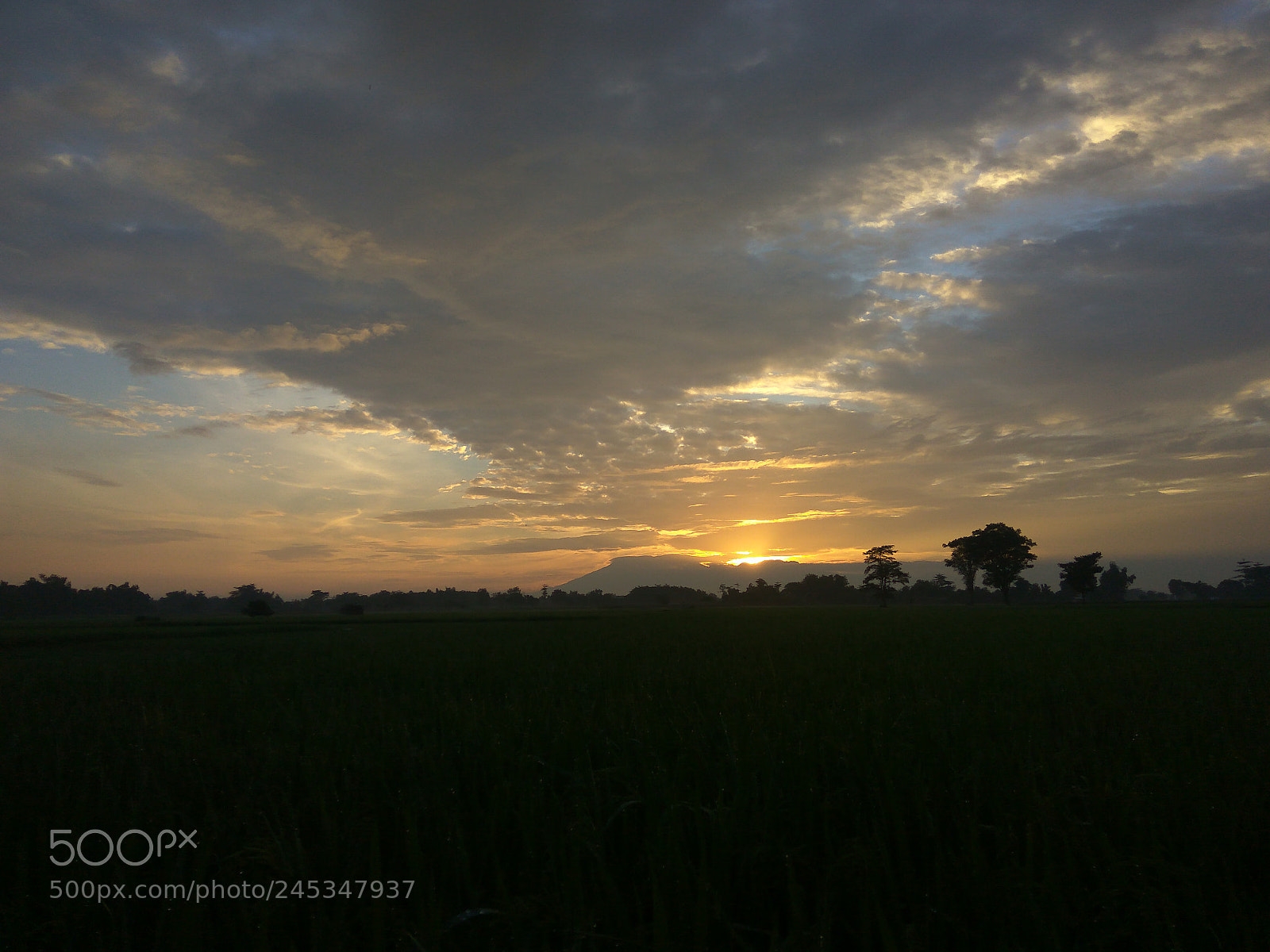 Xiaomi Redmi Note3 sample photo. Mentari pavi photography