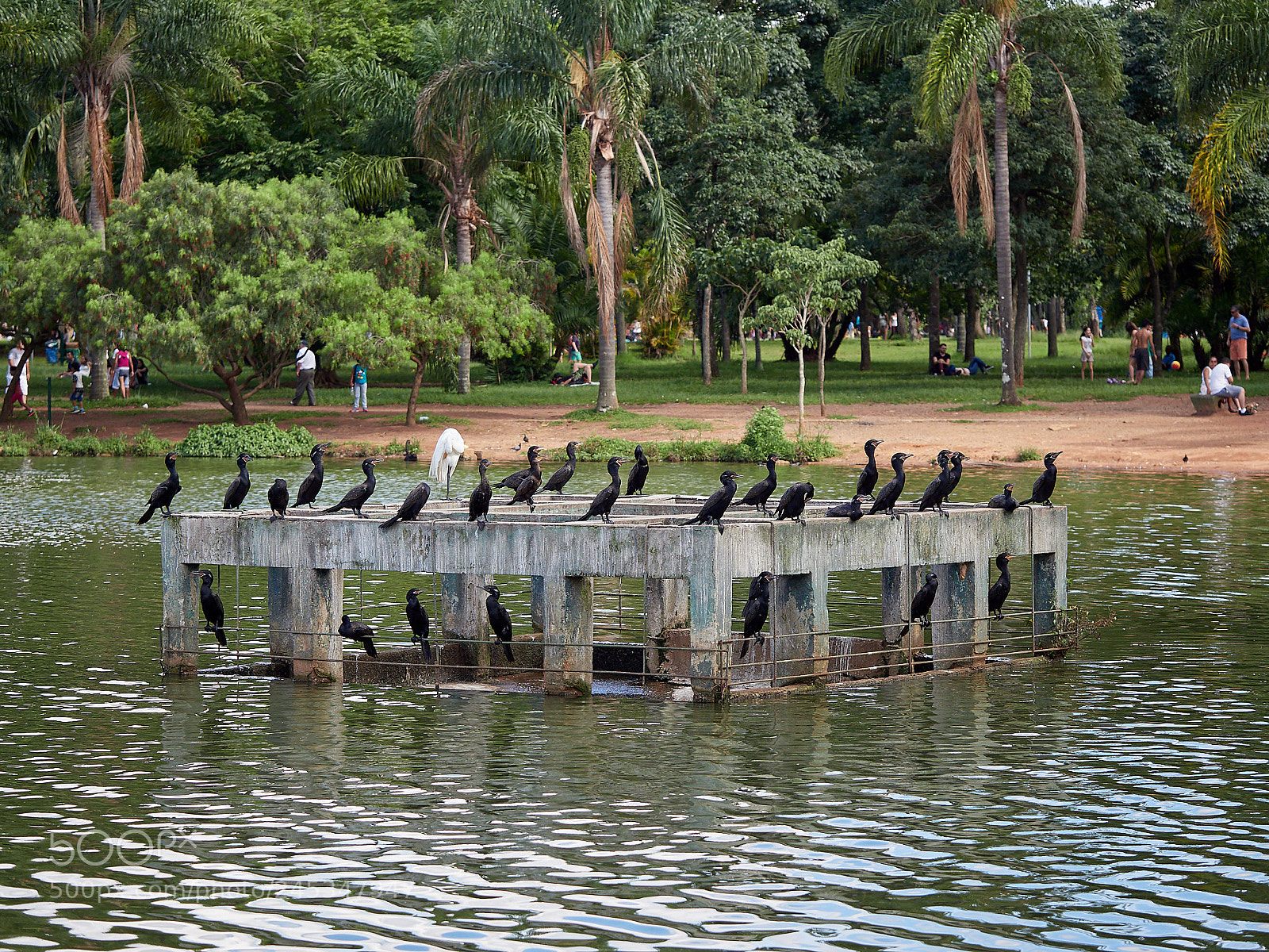 Olympus OM-D E-M1 Mark II sample photo. Crane and cormorants photography