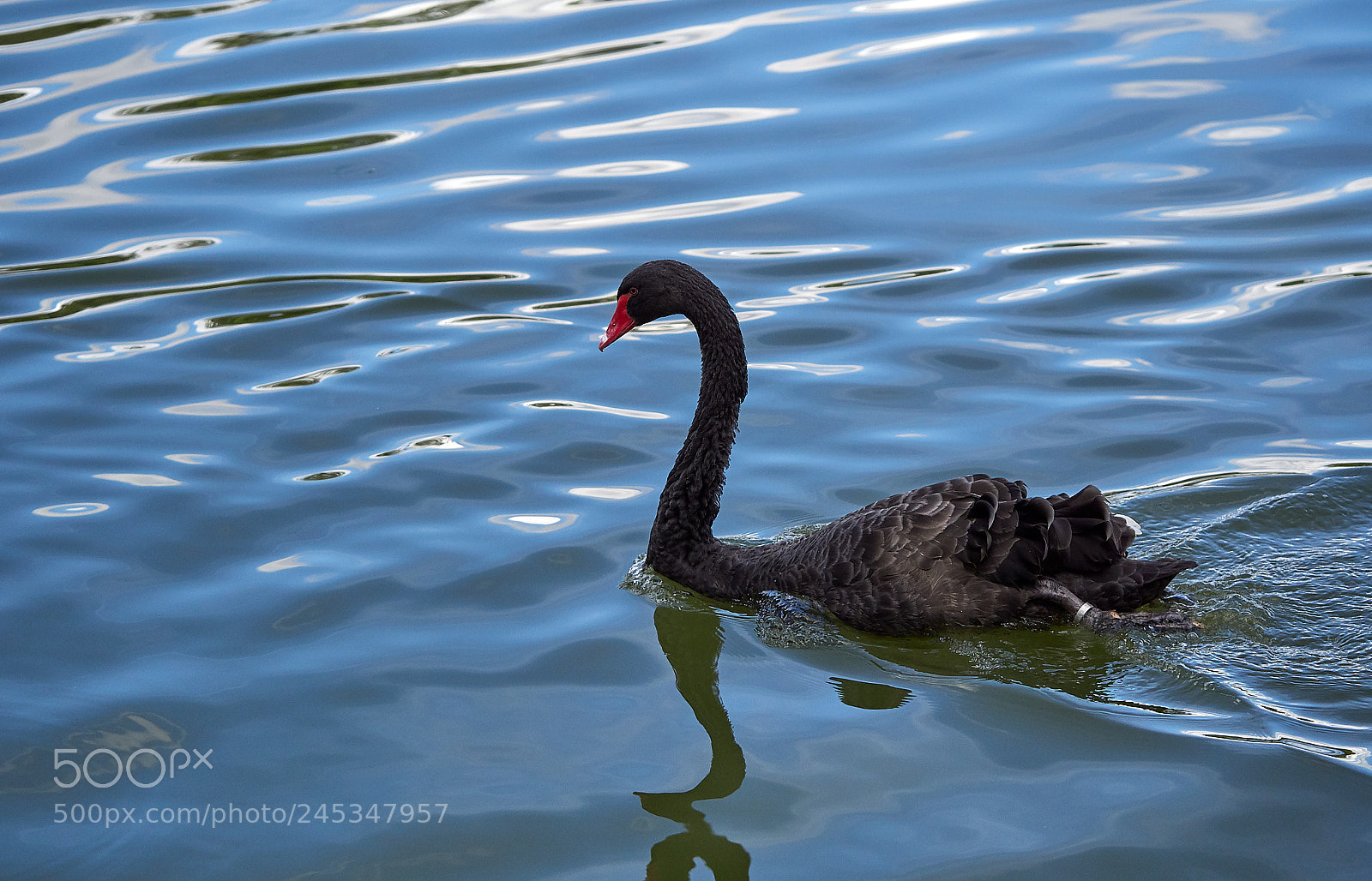Olympus OM-D E-M1 Mark II sample photo. Black swan event photography