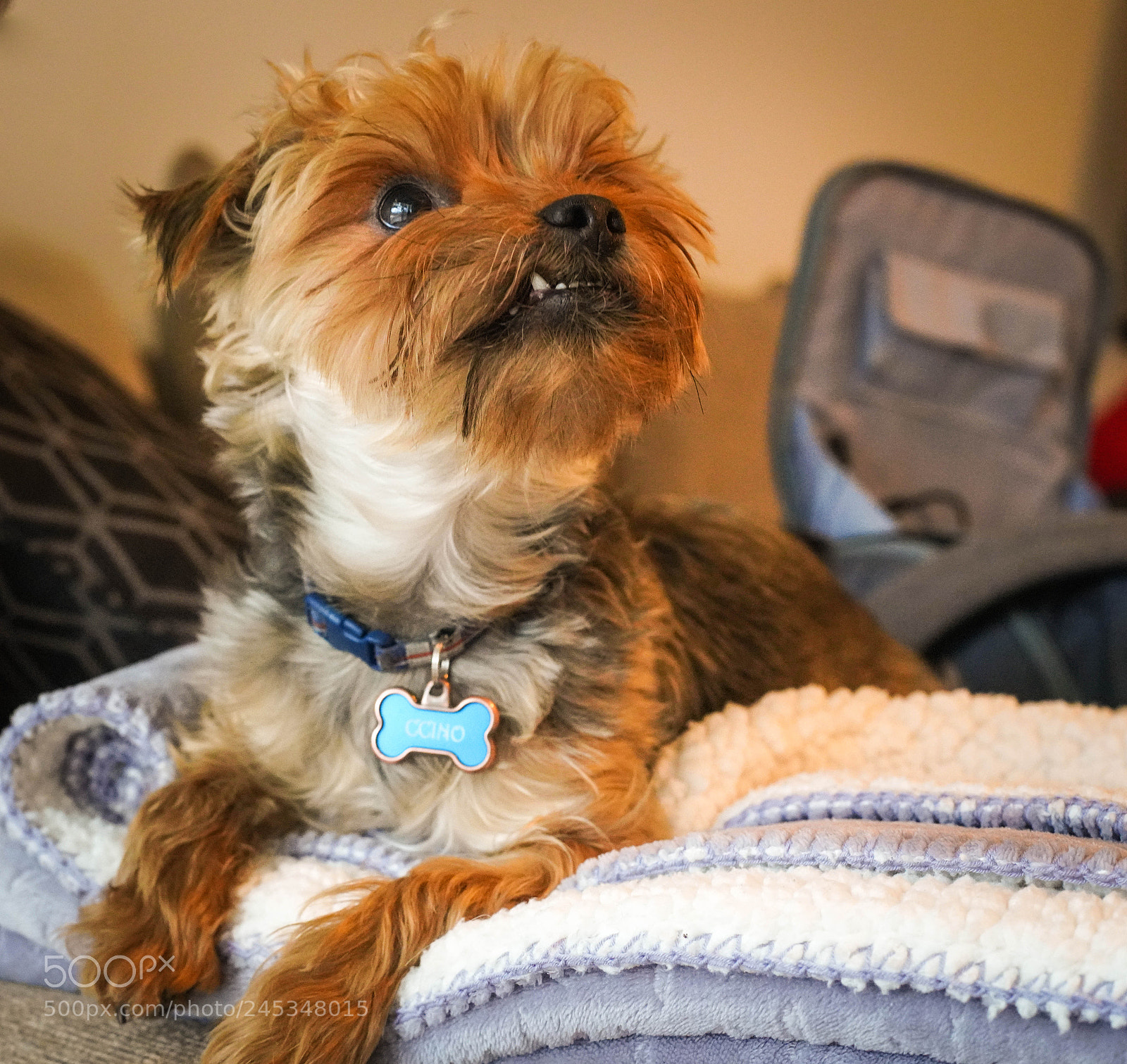 Sony a7R III sample photo. Ccino photography