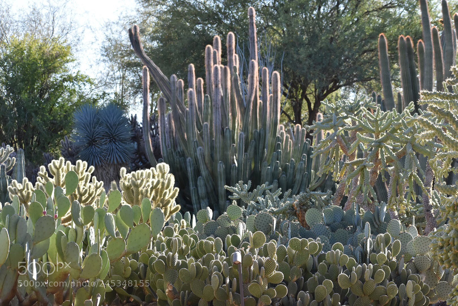 Nikon D7200 sample photo. Cacti heaven photography