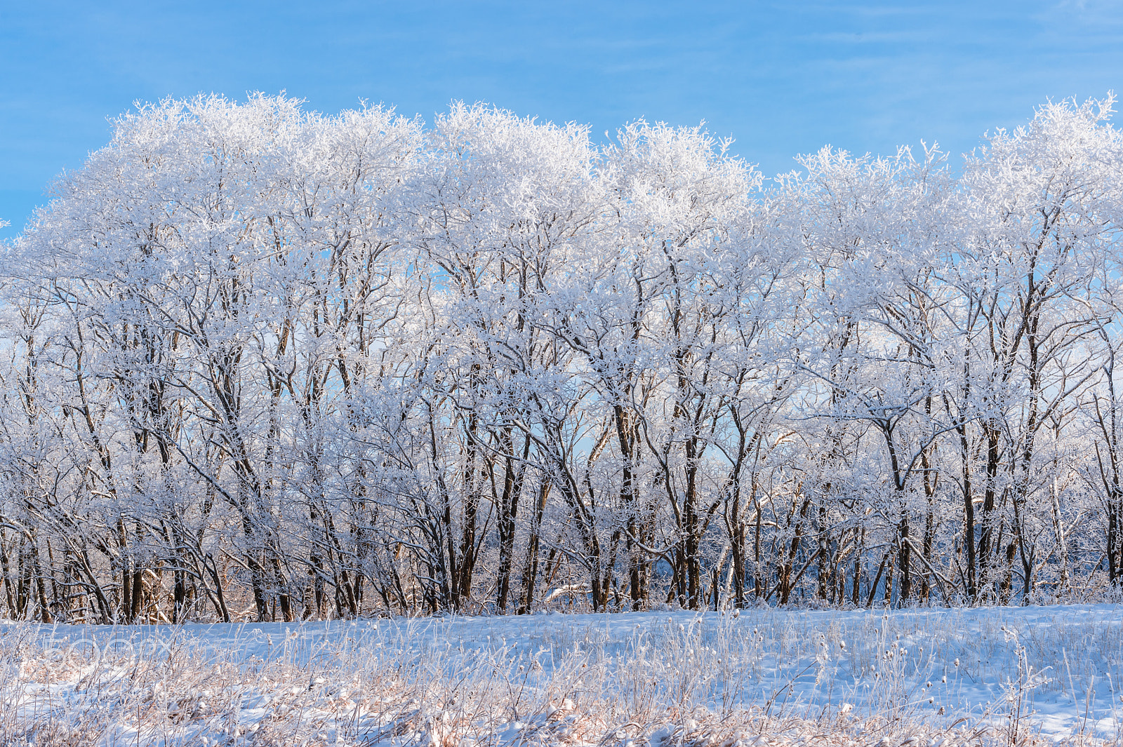 Nikon Df sample photo. Snow photography
