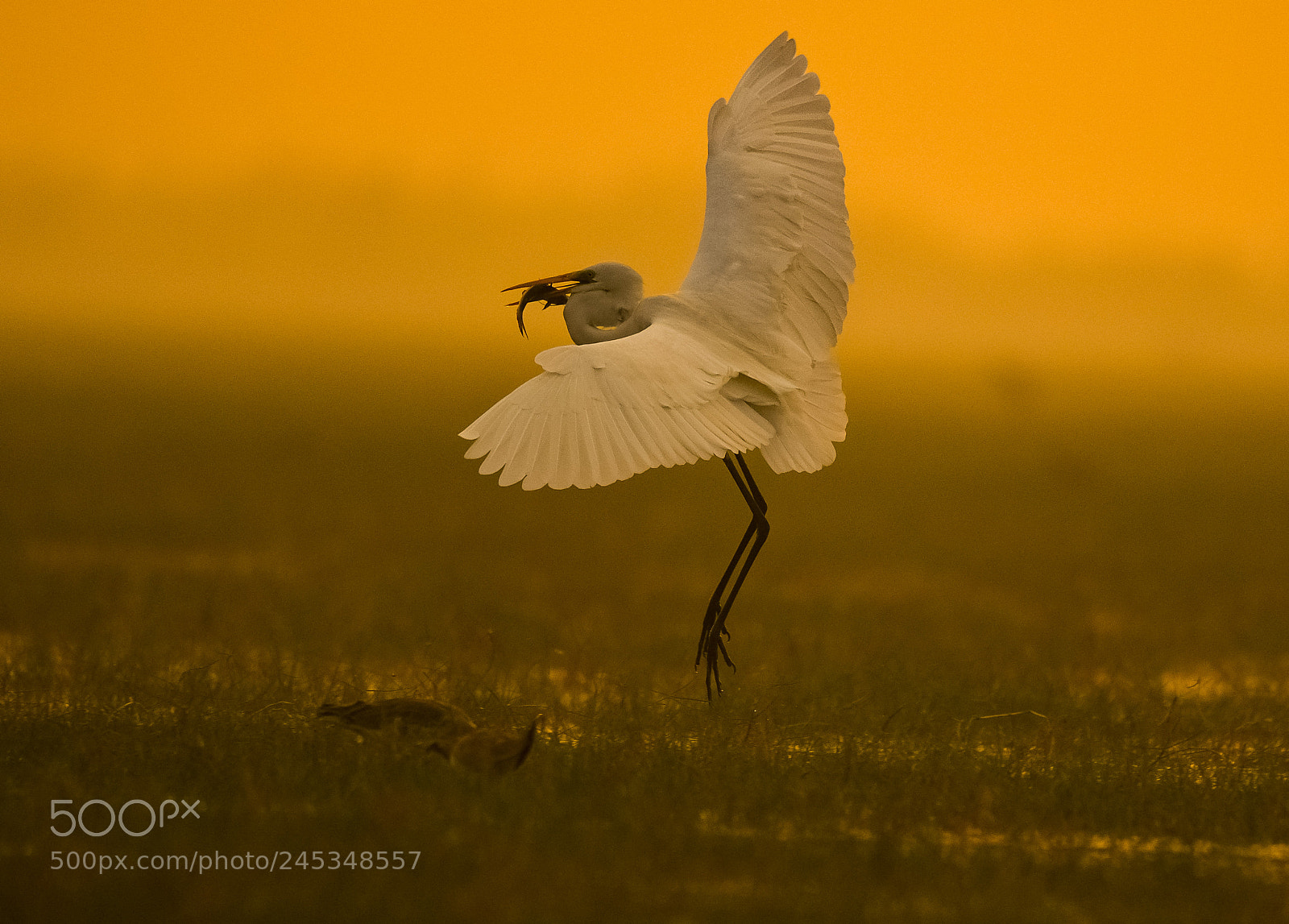 Nikon D500 sample photo. Egret with a catch photography