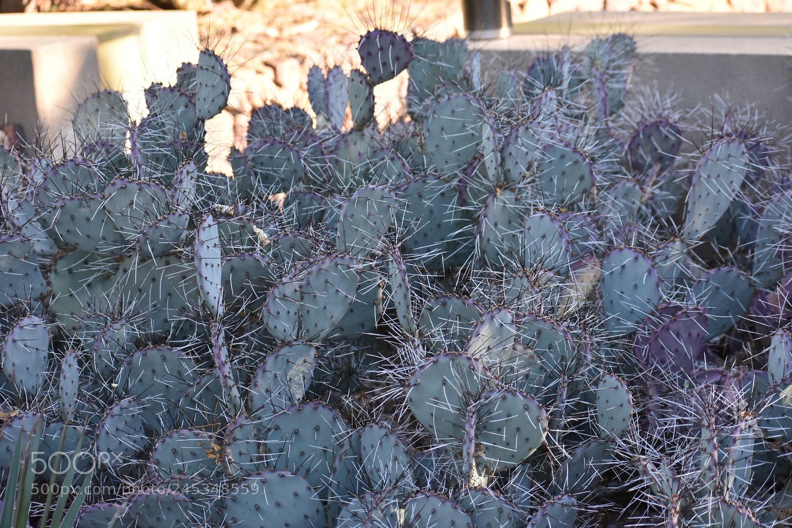 Nikon D7200 sample photo. Mass spikes photography