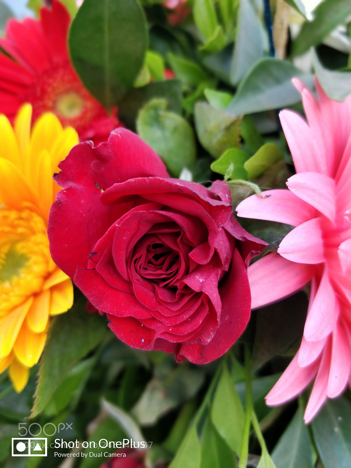 OnePlus 5T sample photo. Red rose on rose photography