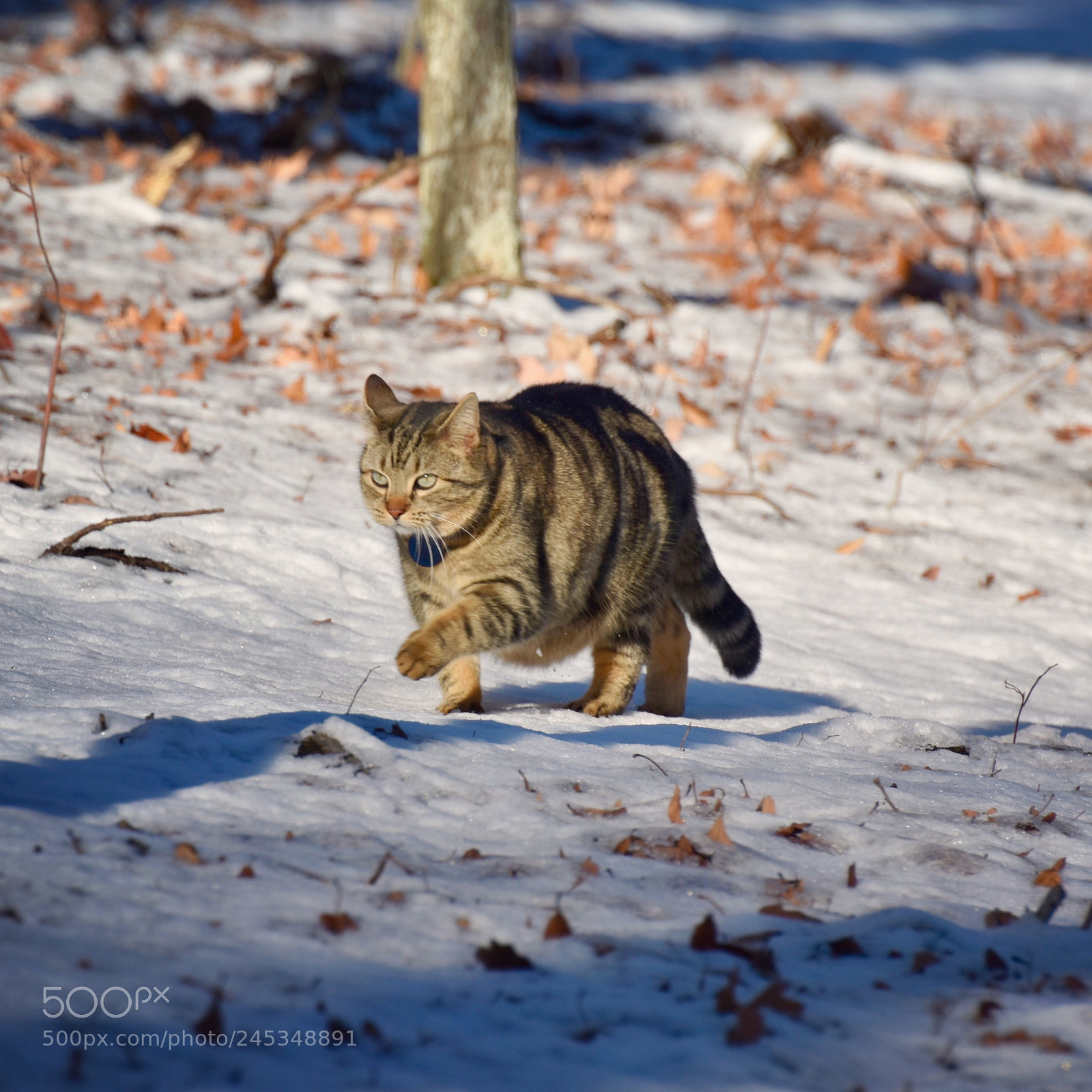 Nikon D3400 sample photo. Exploring the snow photography