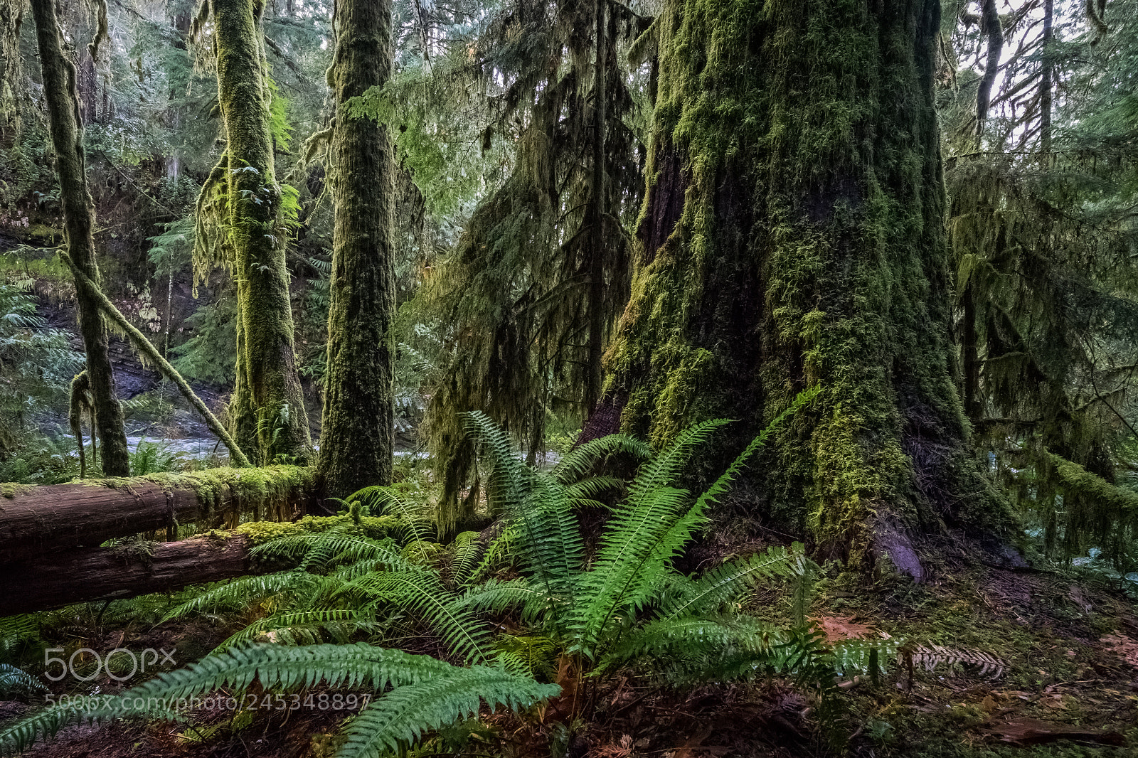 Sony a7 sample photo. Mossy forest photography