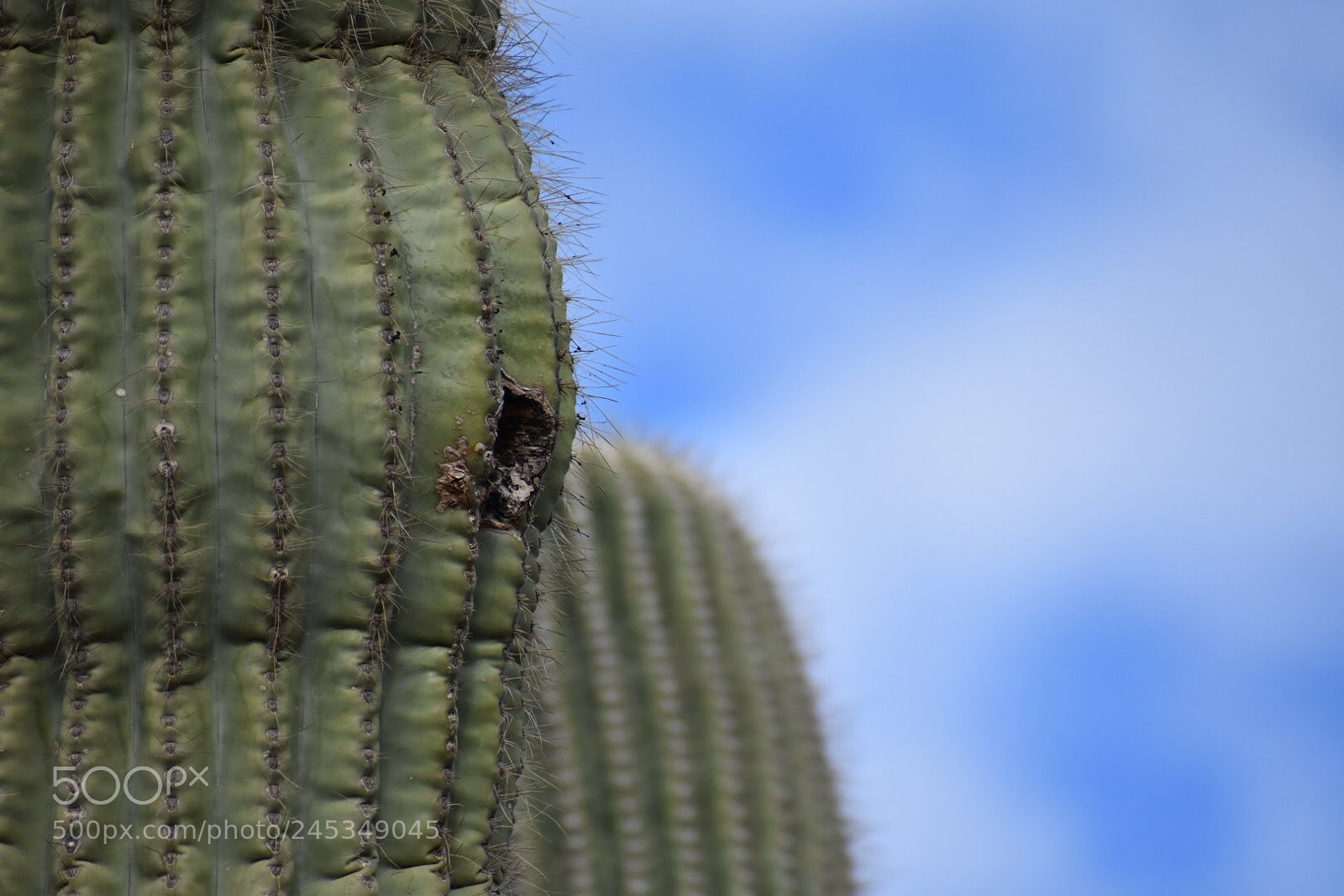 Nikon D7200 sample photo. Saguaro nest photography