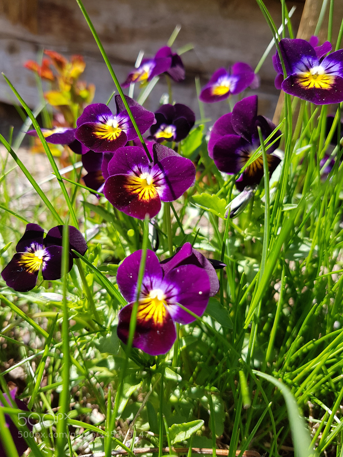 Samsung Galaxy S7 sample photo. Wild flower photography
