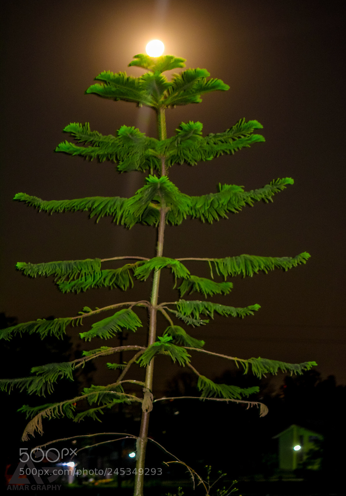 Nikon D5200 sample photo. Pine tree and the photography