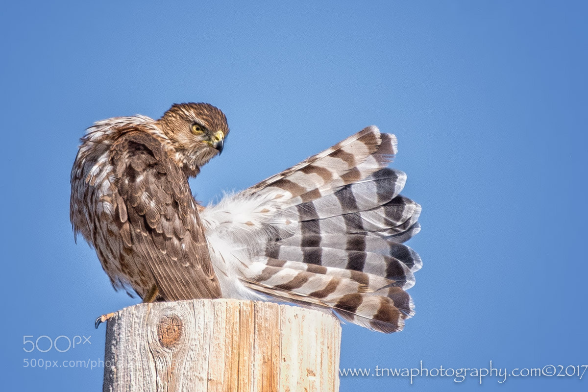 Nikon D500 sample photo. Showing off the tail photography