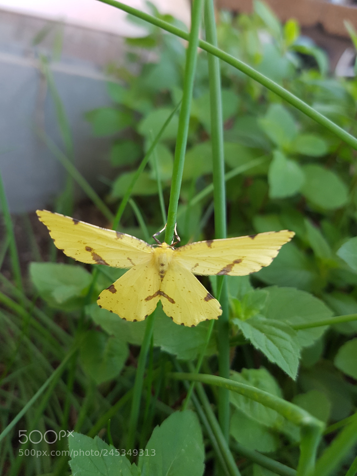 Samsung Galaxy S7 sample photo. Strange flower photography