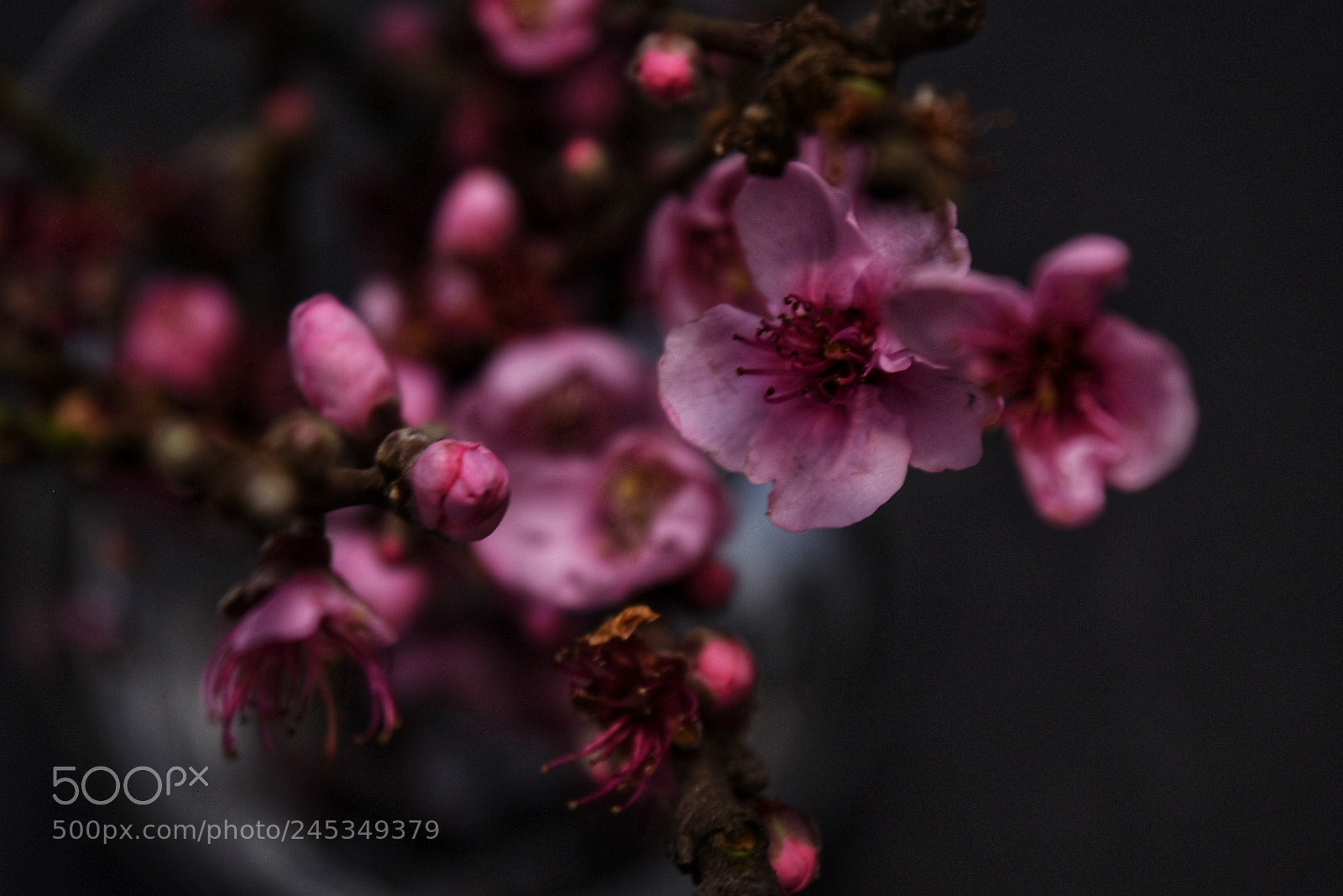 Nikon D5500 sample photo. Untitled photography