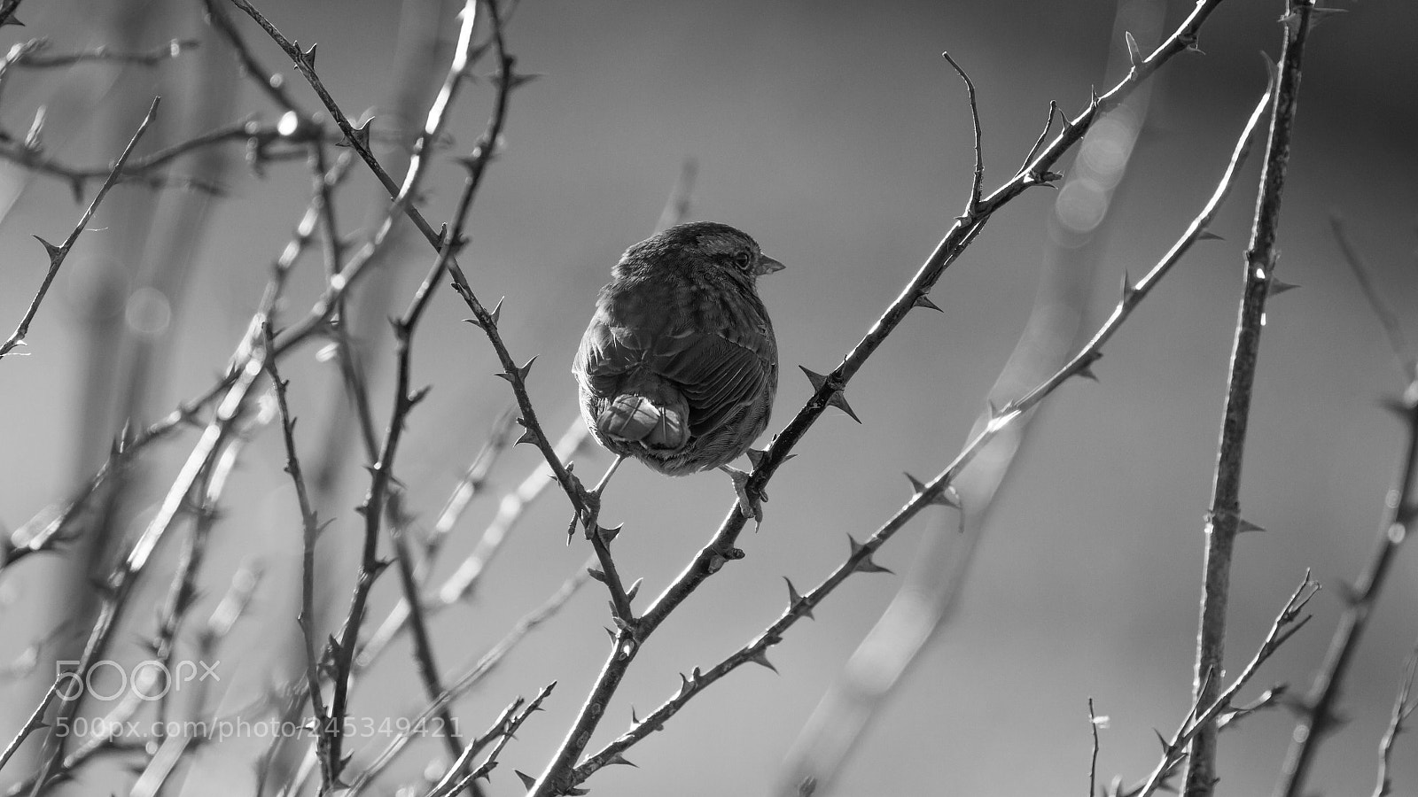 Canon EOS 7D sample photo. Song sparrow photography