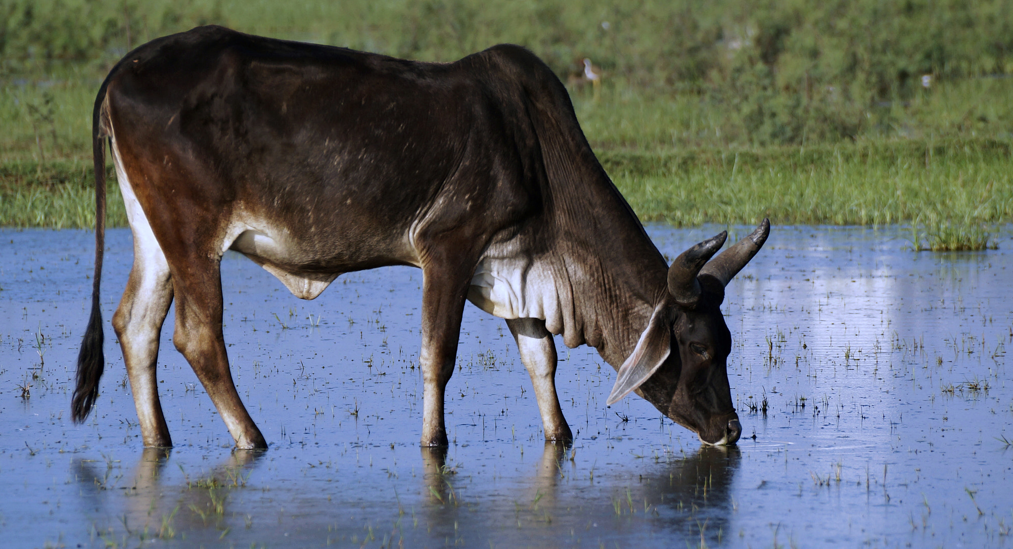 Sony SLT-A57 sample photo. The bovine! photography