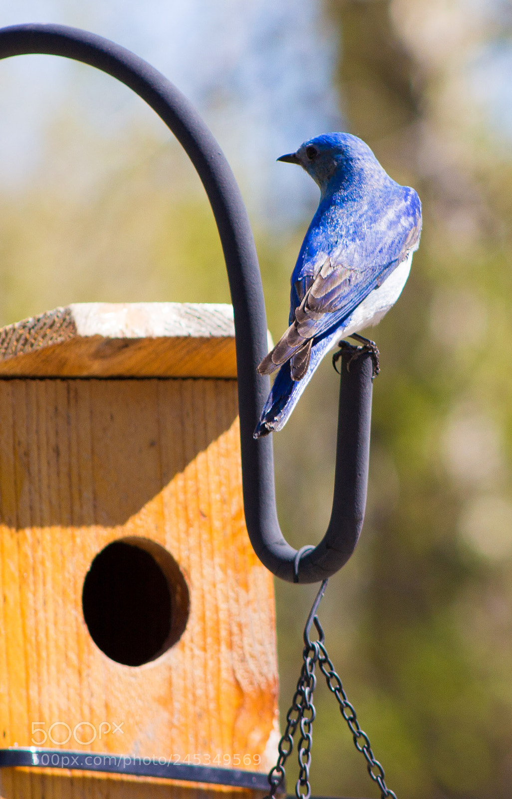 Canon EOS 700D (EOS Rebel T5i / EOS Kiss X7i) sample photo. Blue birds photography