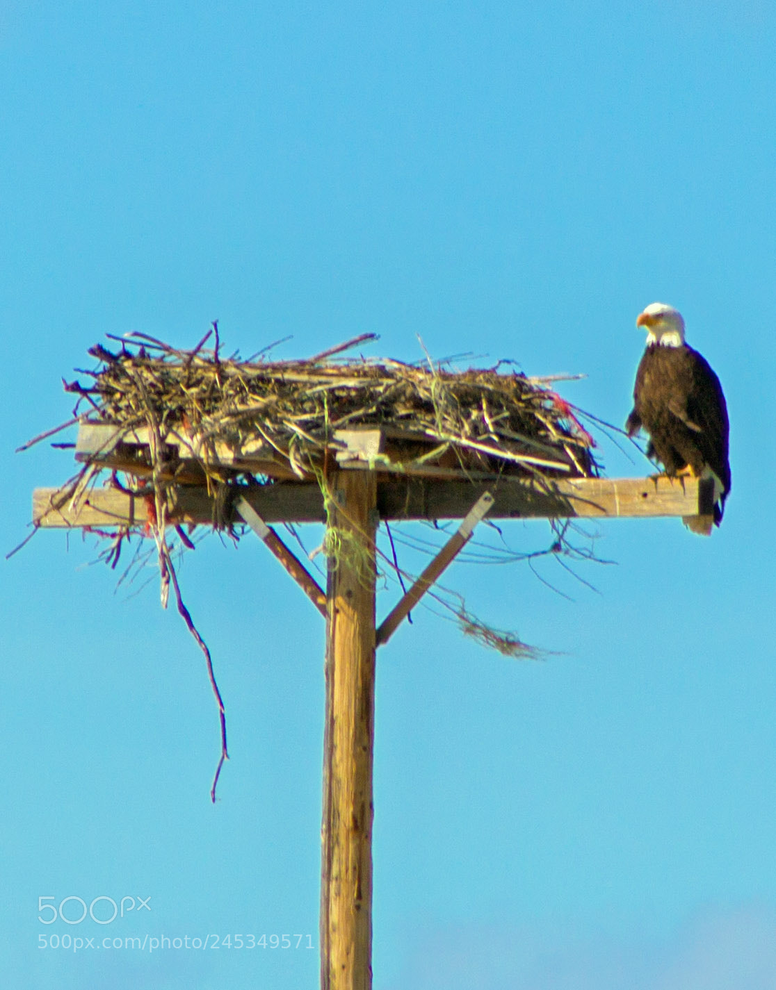 Canon EOS 700D (EOS Rebel T5i / EOS Kiss X7i) sample photo. Eagle wisdom edited photography
