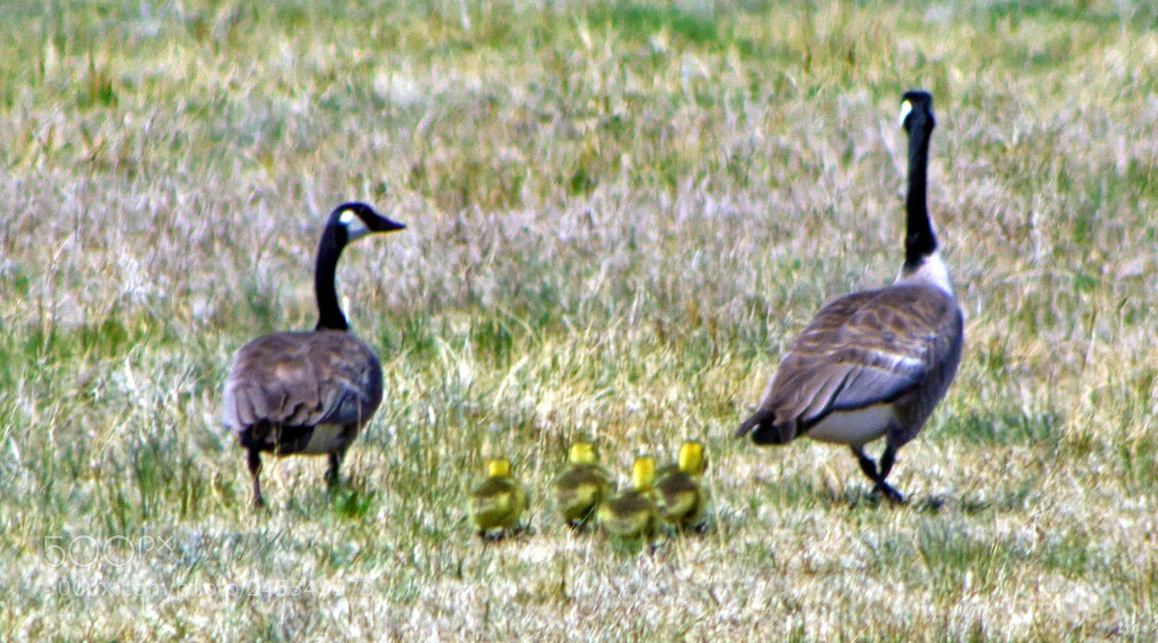 Canon EOS 700D (EOS Rebel T5i / EOS Kiss X7i) sample photo. Geese and babies edited photography