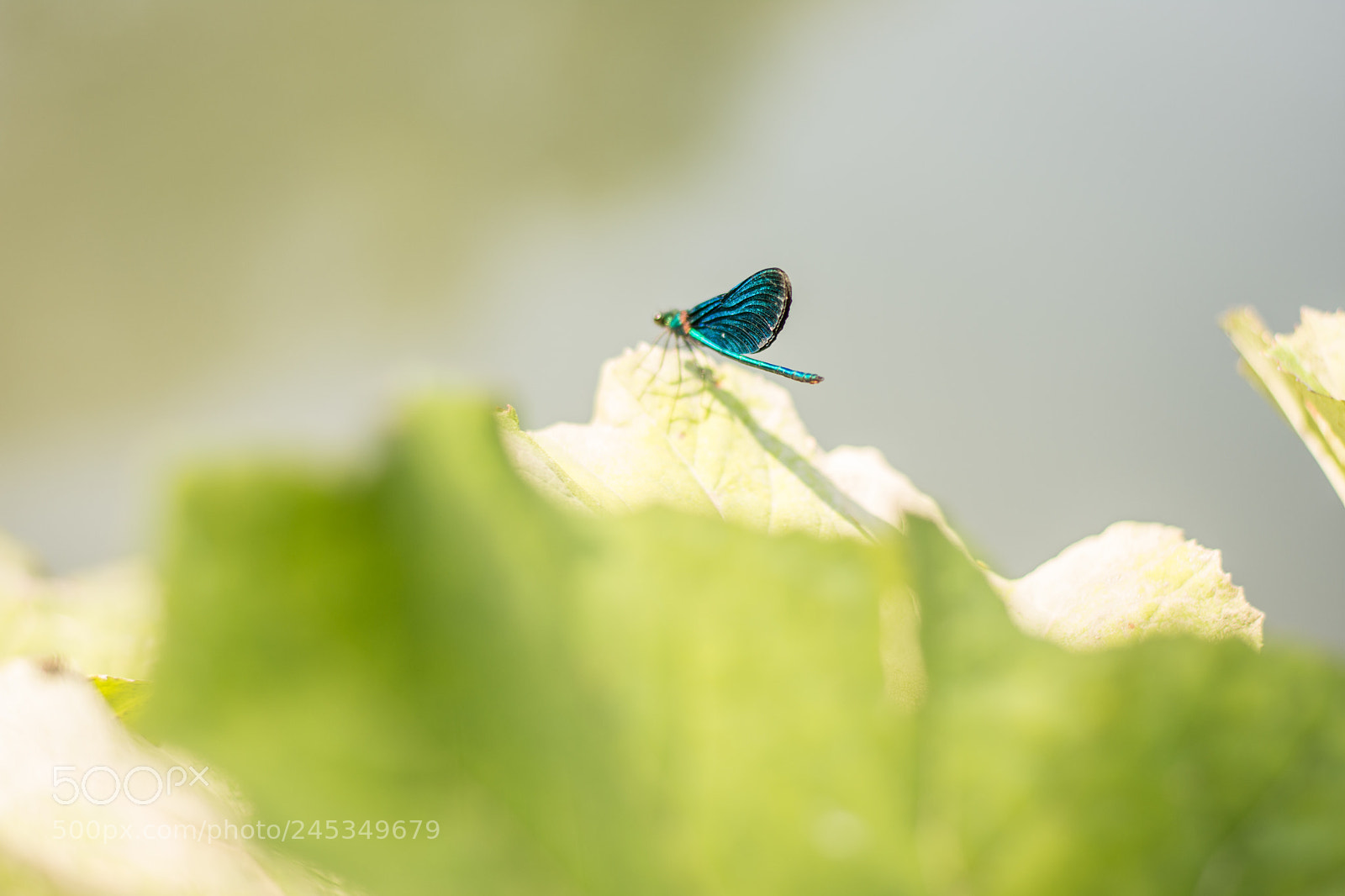 Nikon D7200 sample photo. Blue dragonfly photography
