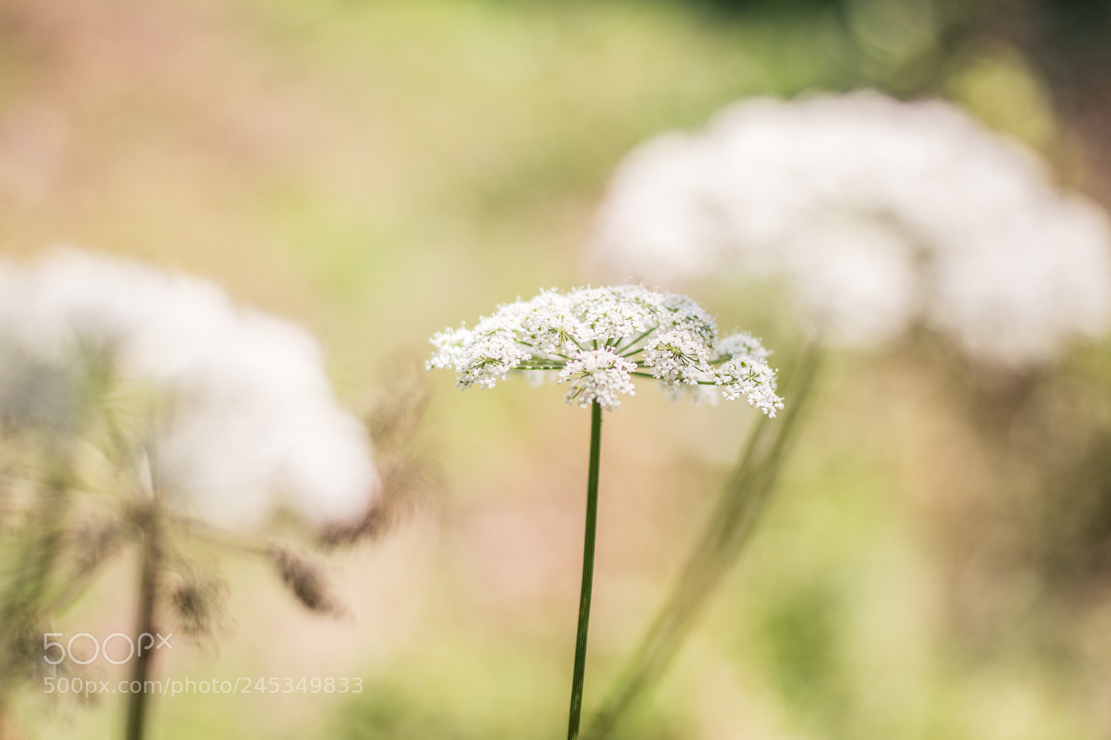 Nikon D7200 sample photo. Beautiful artistic flowers of photography