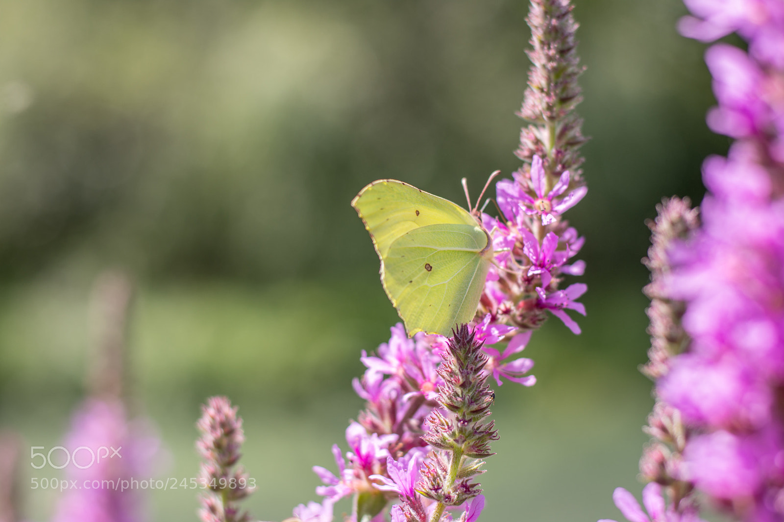 Nikon D7200 sample photo. Green butterfly on pink photography