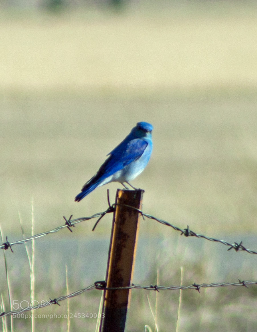 Canon EOS 700D (EOS Rebel T5i / EOS Kiss X7i) sample photo. Edited photography