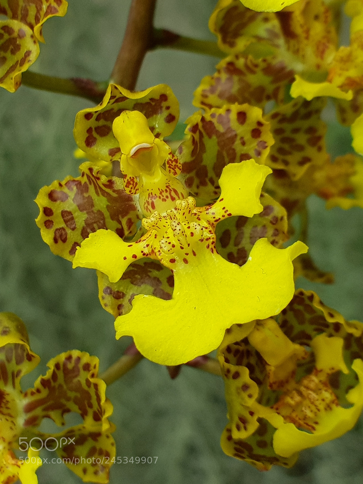 Samsung Galaxy S8+ sample photo. Orquídea amarilla photography