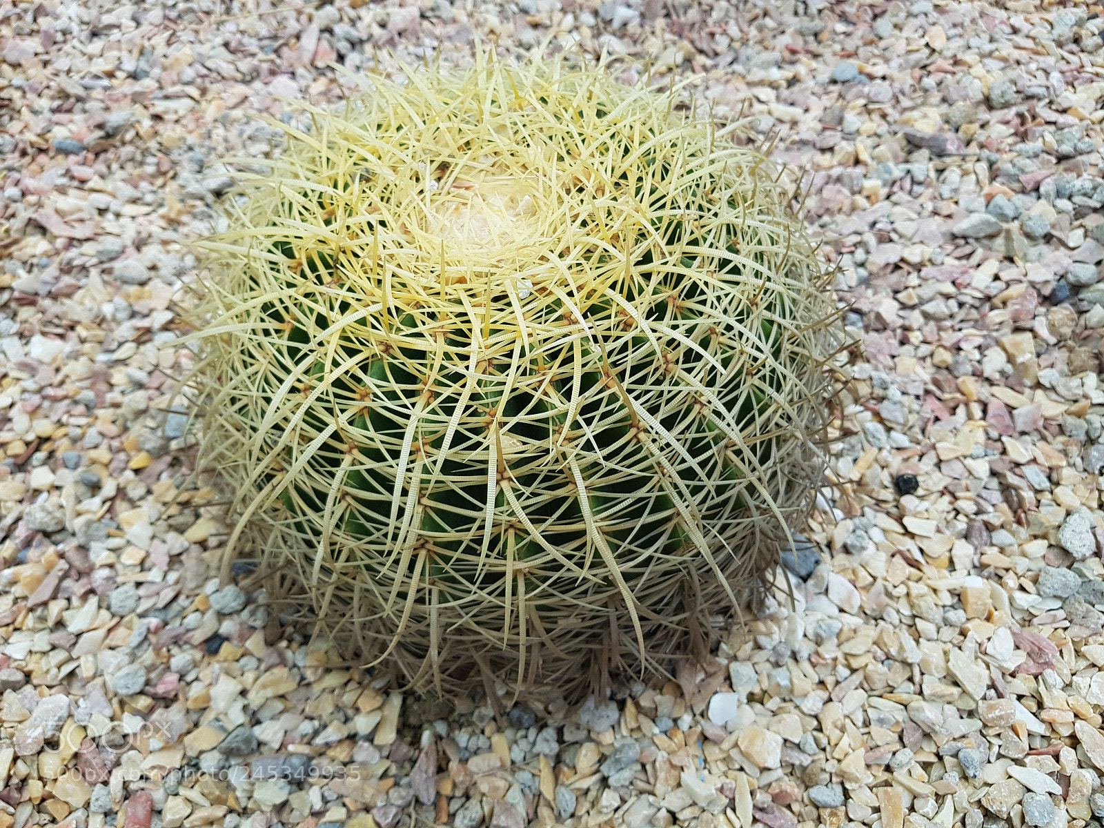 Samsung Galaxy S8+ sample photo. Cactus barril dorado photography