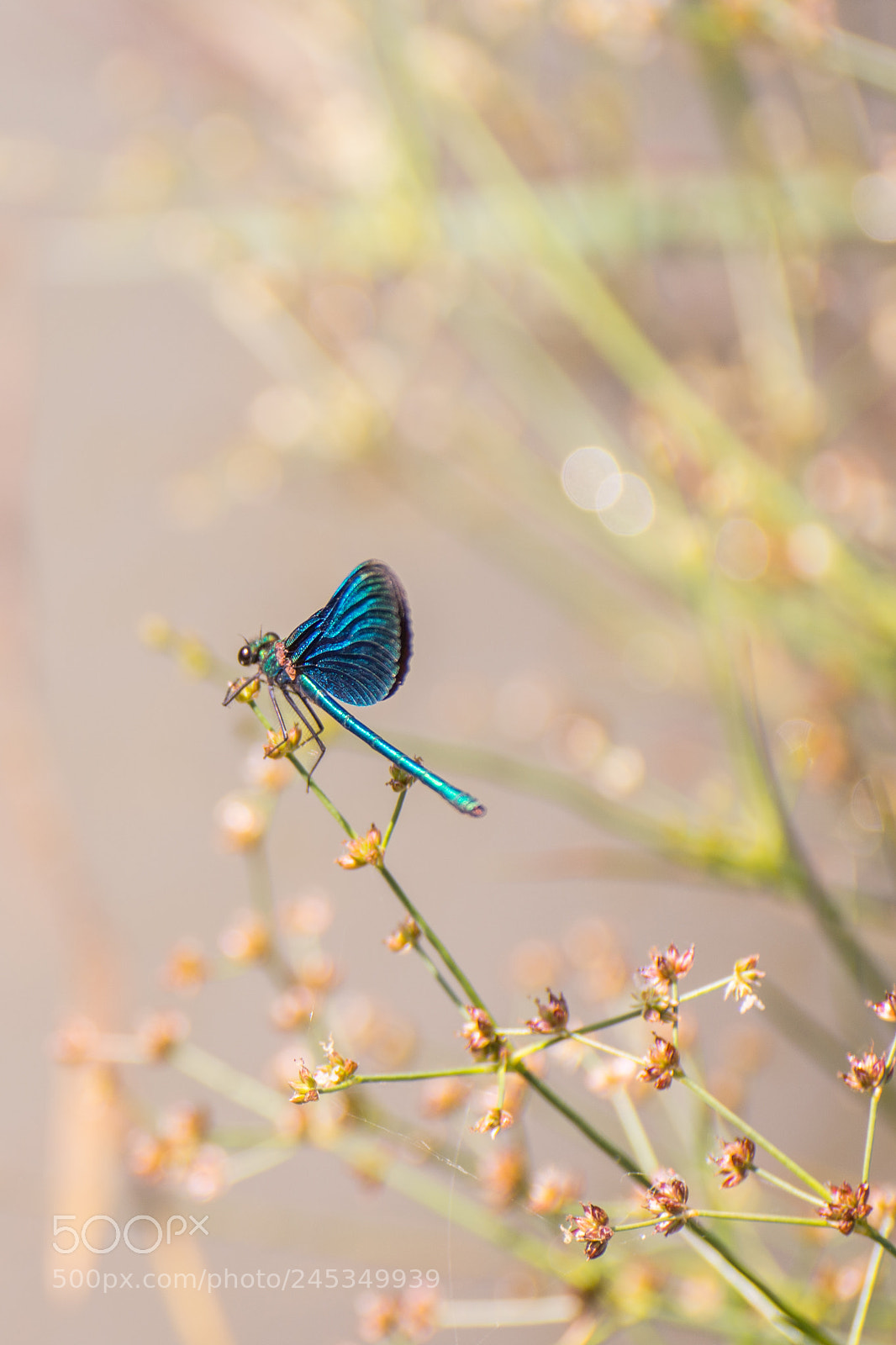 Nikon D7200 sample photo. Blue dragonfly photography