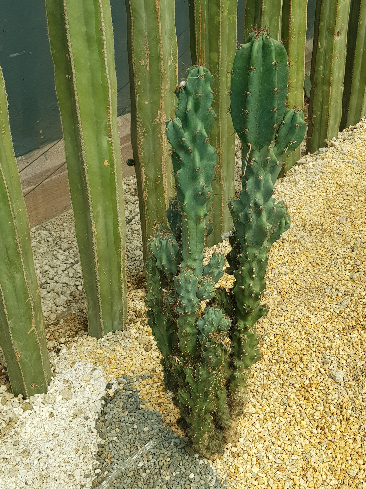 Samsung Galaxy S8+ sample photo. Cactus cereus photography