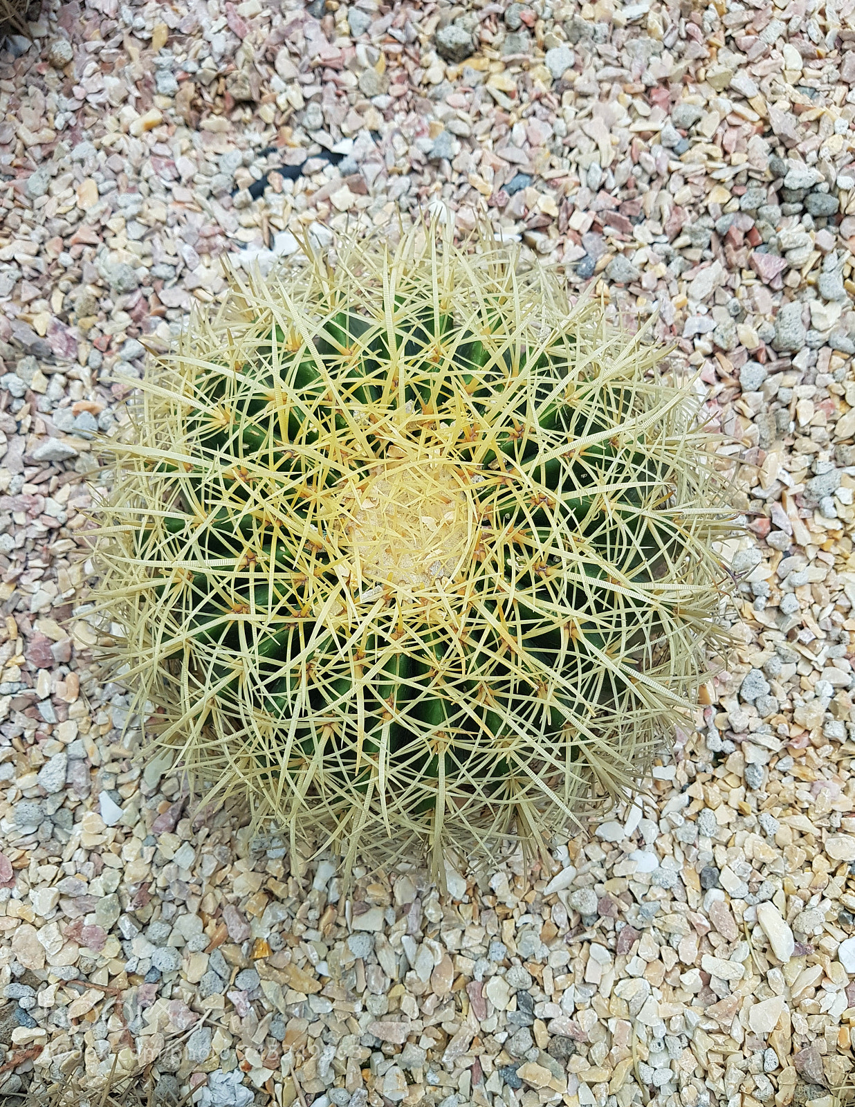 Samsung Galaxy S8+ sample photo. Barril de oro, cactus photography