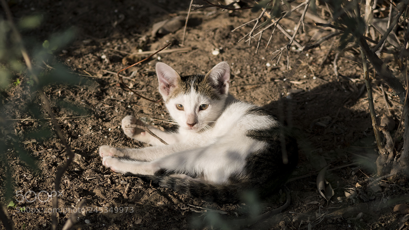 Nikon D500 sample photo. Secret in the garden photography