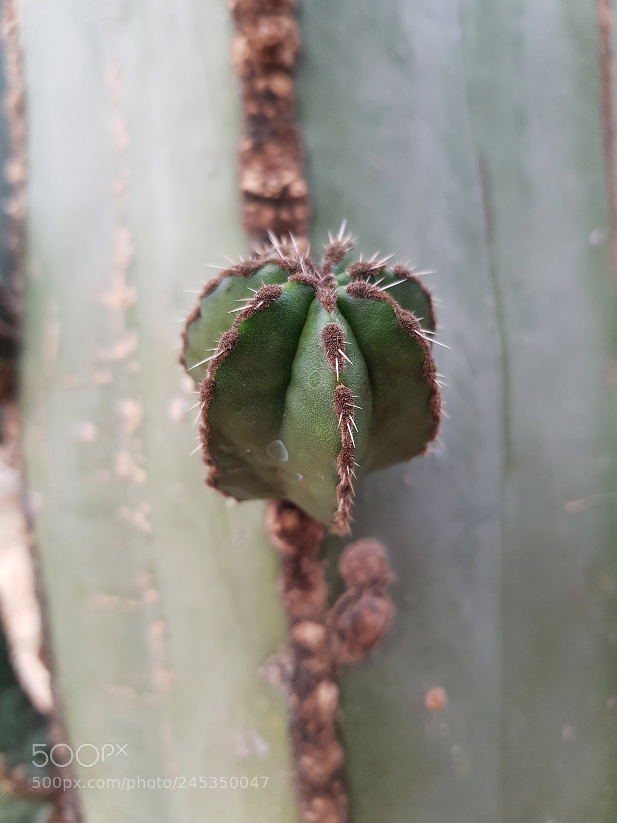 Samsung Galaxy S8+ sample photo. Pequeño cactus photography