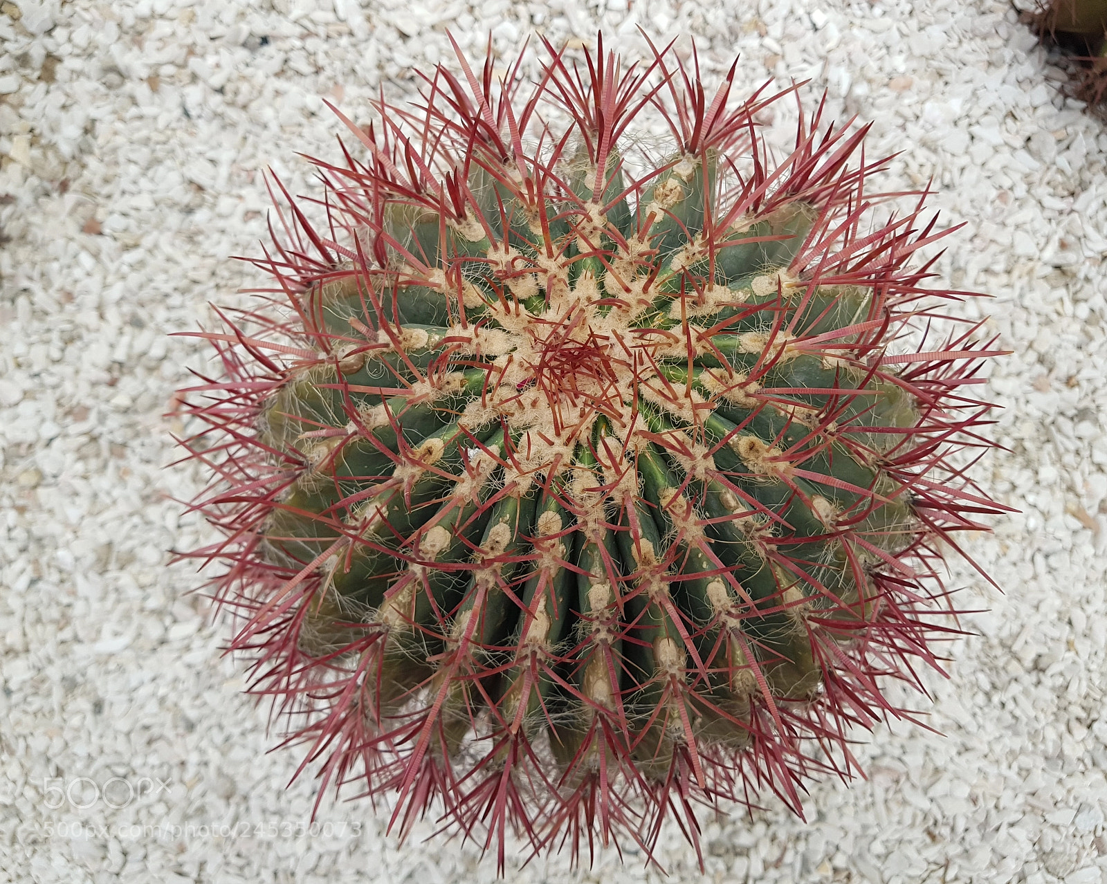 Samsung Galaxy S8+ sample photo. Biznaga, cactus photography