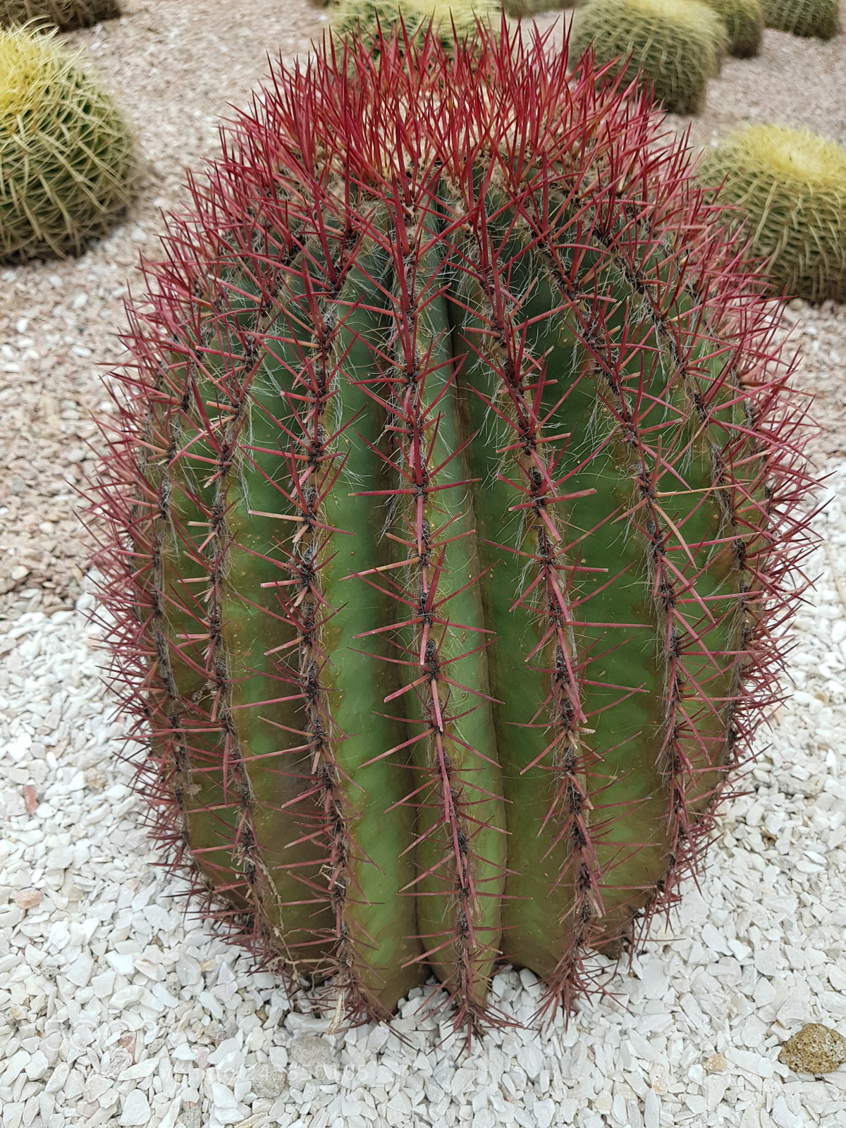 Samsung Galaxy S8+ sample photo. Cactus biznaga photography