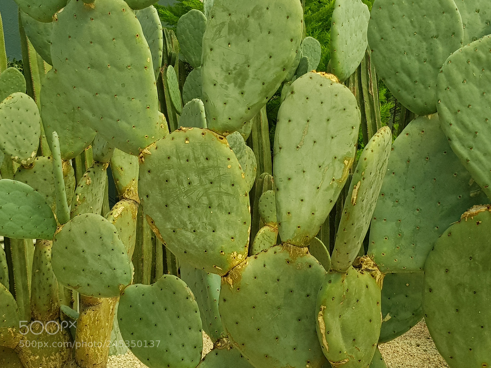 Samsung Galaxy S8+ sample photo. Nopales, planta comestible t photography