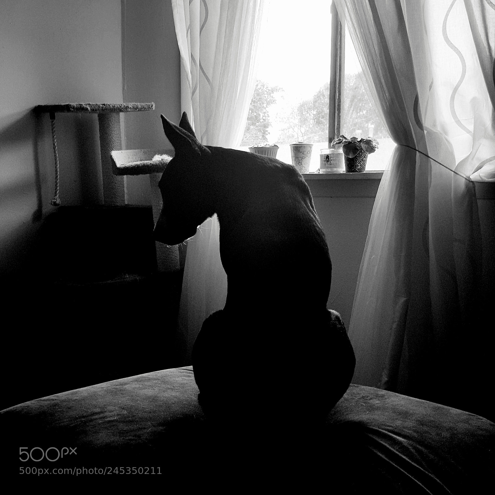 Samsung Galaxy Note5 sample photo. Morning dog photography