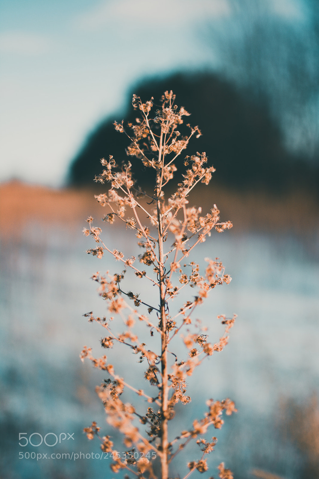 Nikon D7100 sample photo. Beauty is everywhere photography