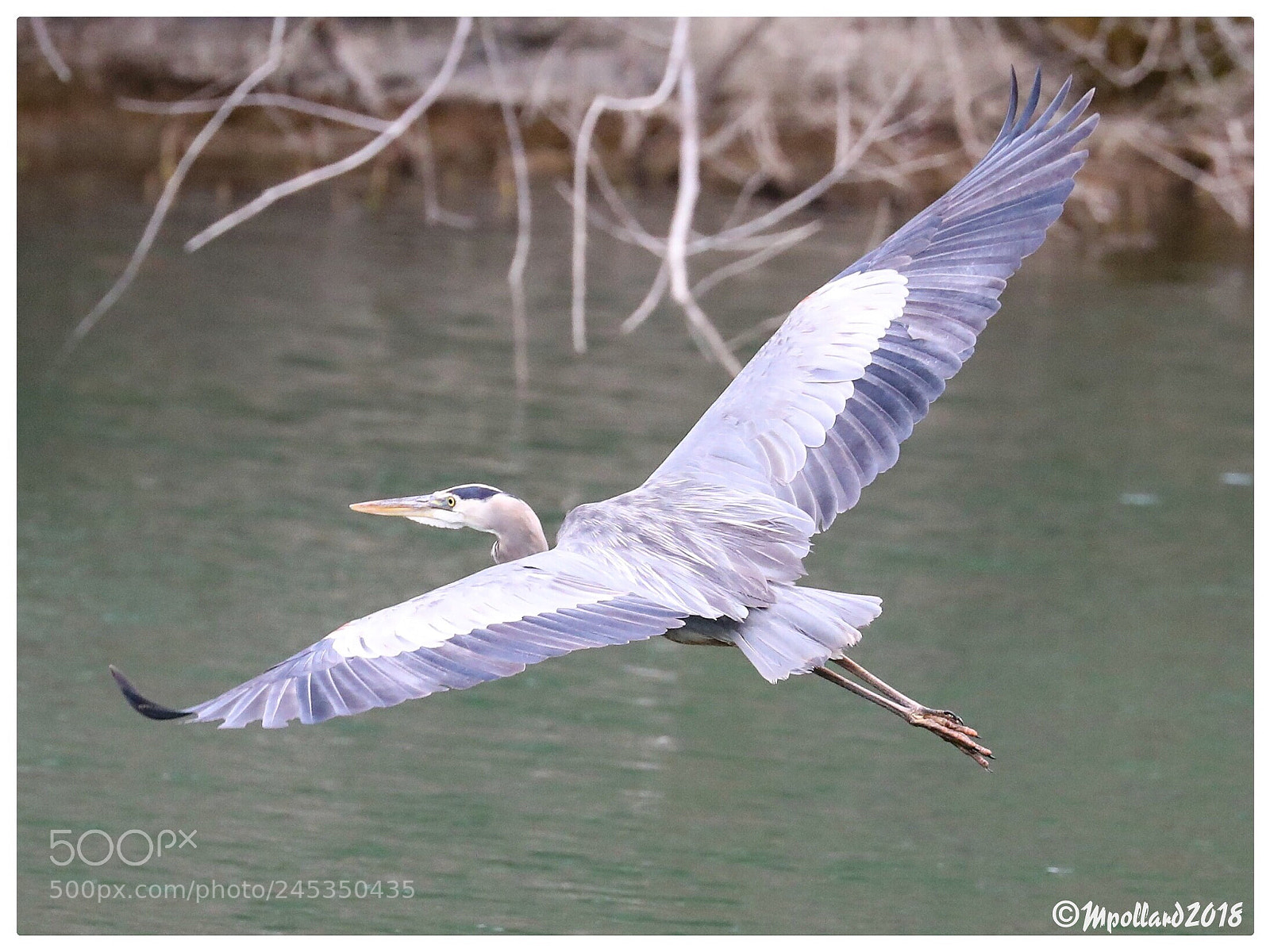 Canon EOS-1D X Mark II sample photo. Taking flight. photography