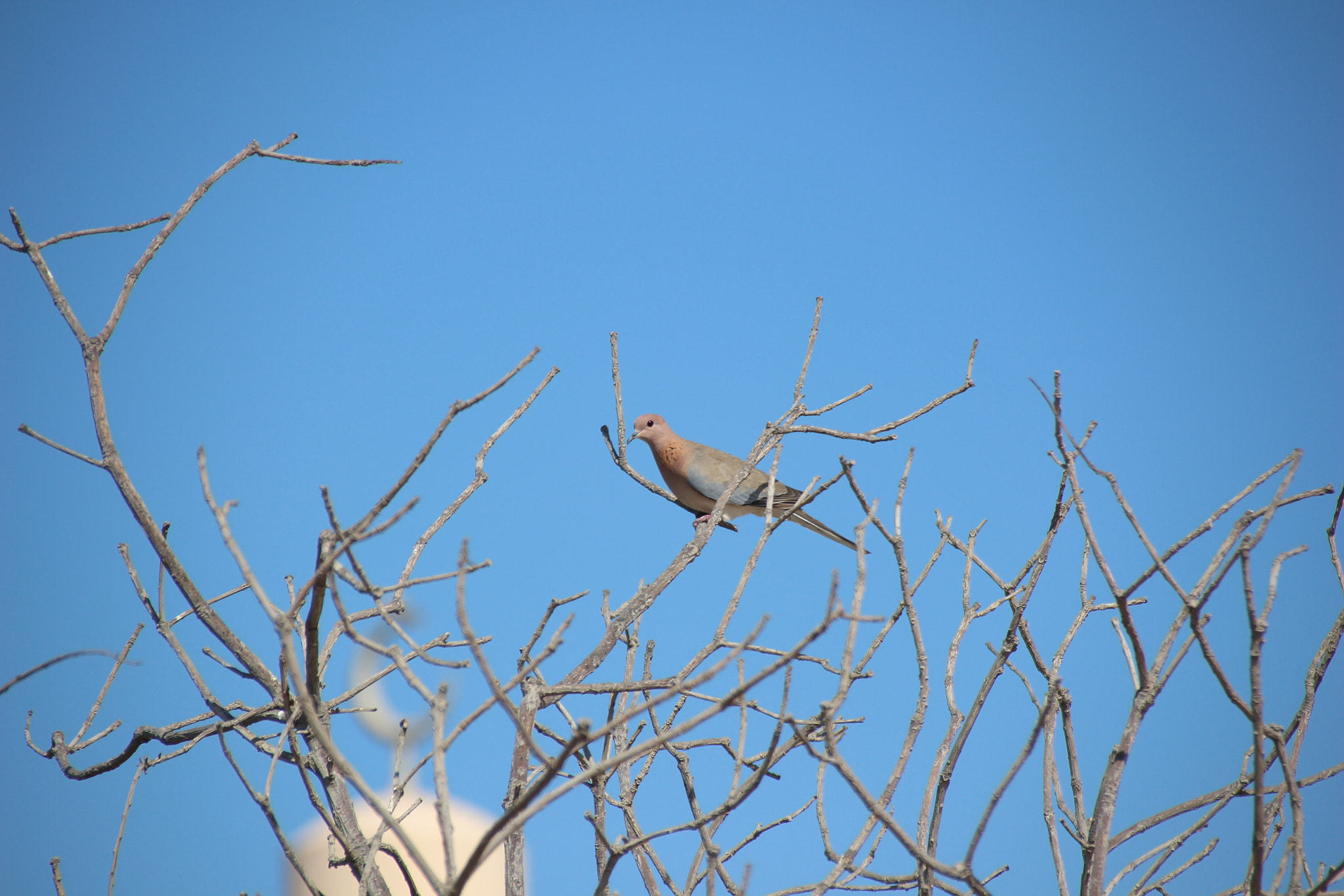 Sigma 18-250mm F3.5-6.3 DC OS HSM sample photo. Img photography