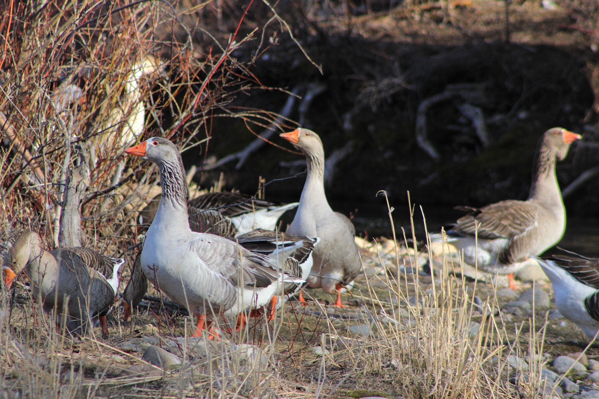 Canon EOS 700D (EOS Rebel T5i / EOS Kiss X7i) + EF75-300mm f/4-5.6 sample photo. Img photography