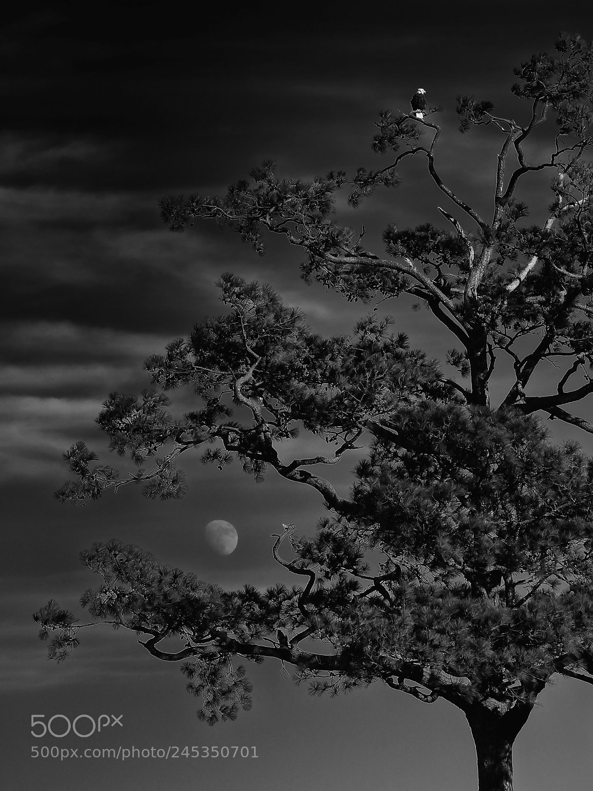 Nikon Coolpix P610 sample photo. When eagles daydream photography