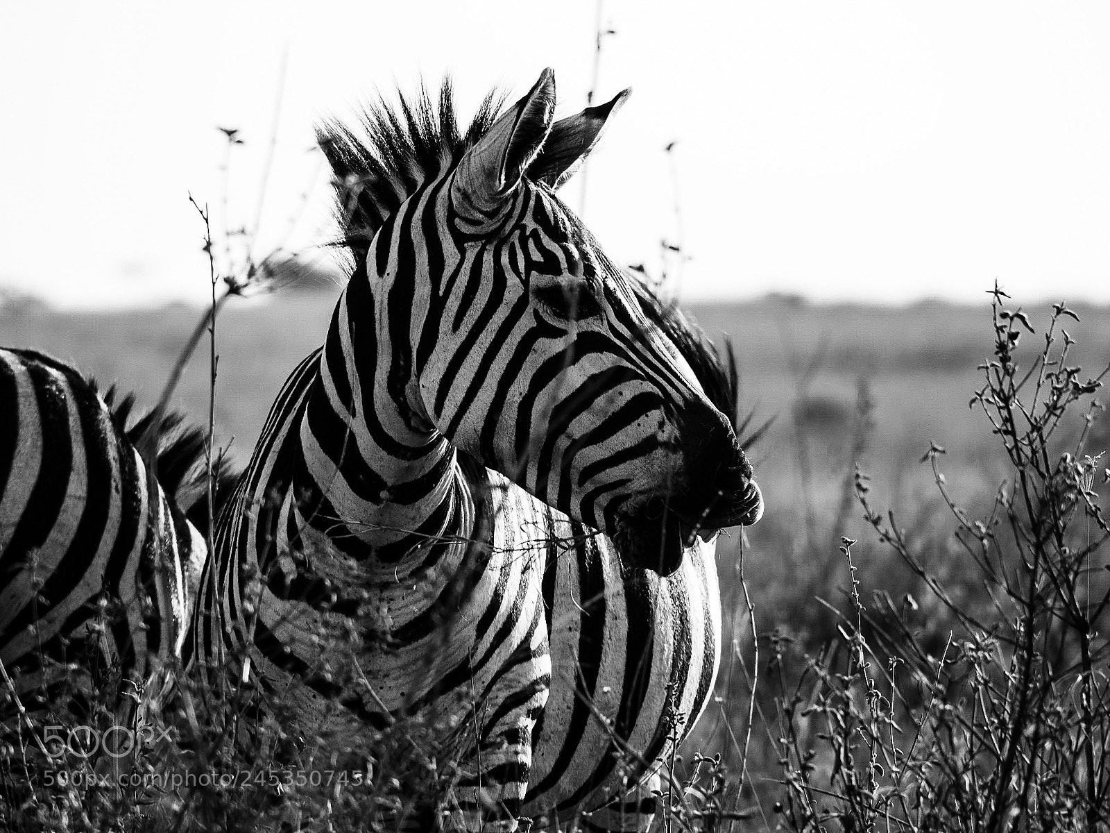 Olympus PEN-F sample photo. Nairobi national park, kenya photography