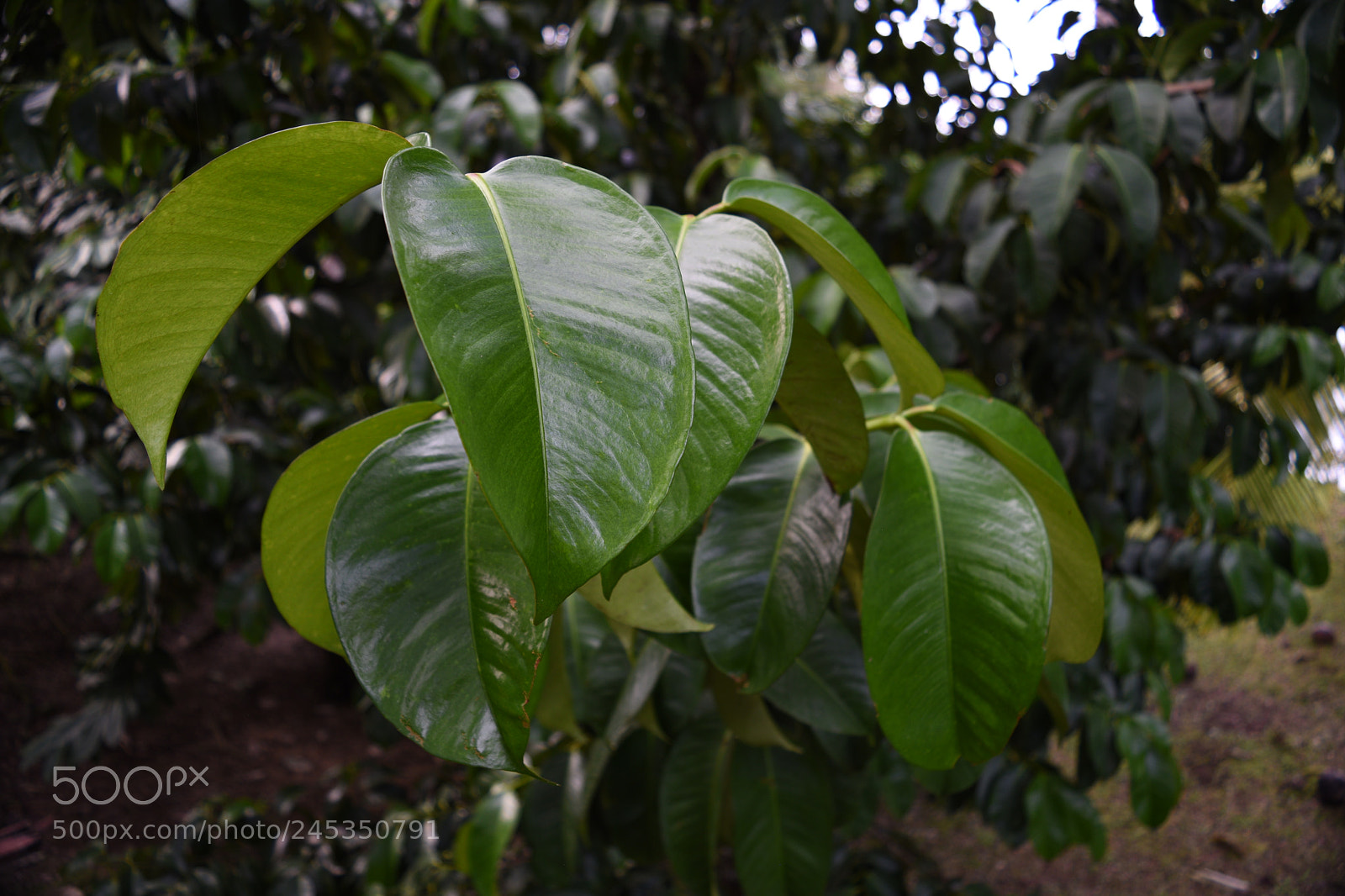 Nikon D5500 sample photo. (passing by beauty) photography