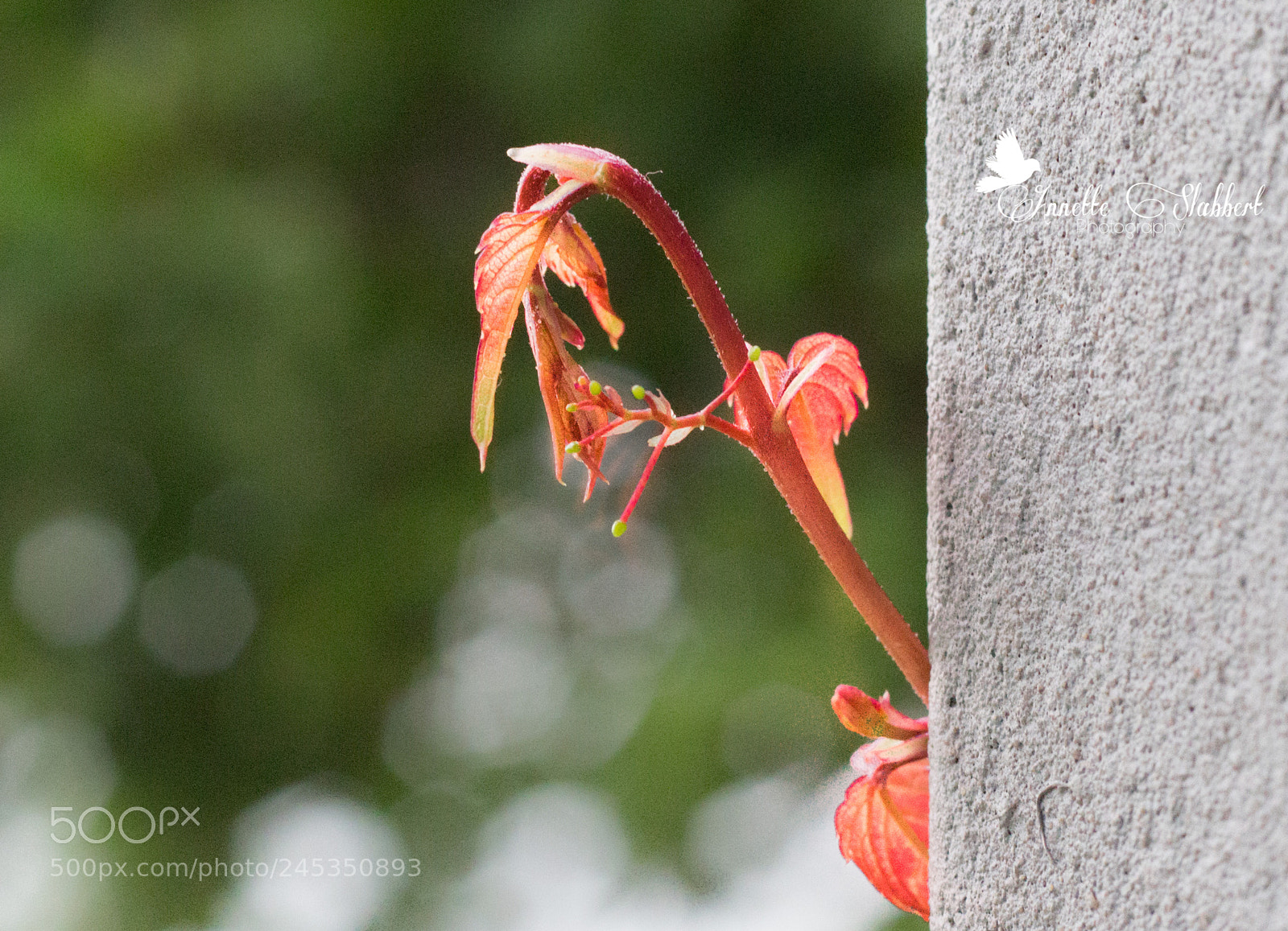 Canon EOS 700D (EOS Rebel T5i / EOS Kiss X7i) sample photo. Cling photography