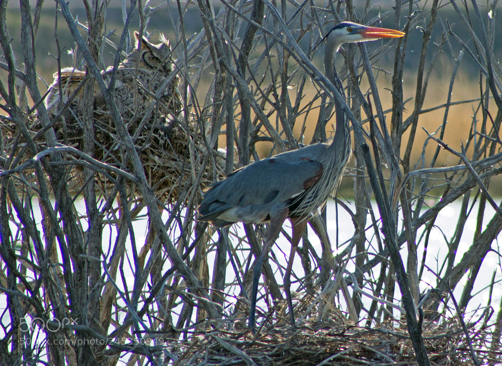 Canon EOS 700D (EOS Rebel T5i / EOS Kiss X7i) sample photo. () edited photography