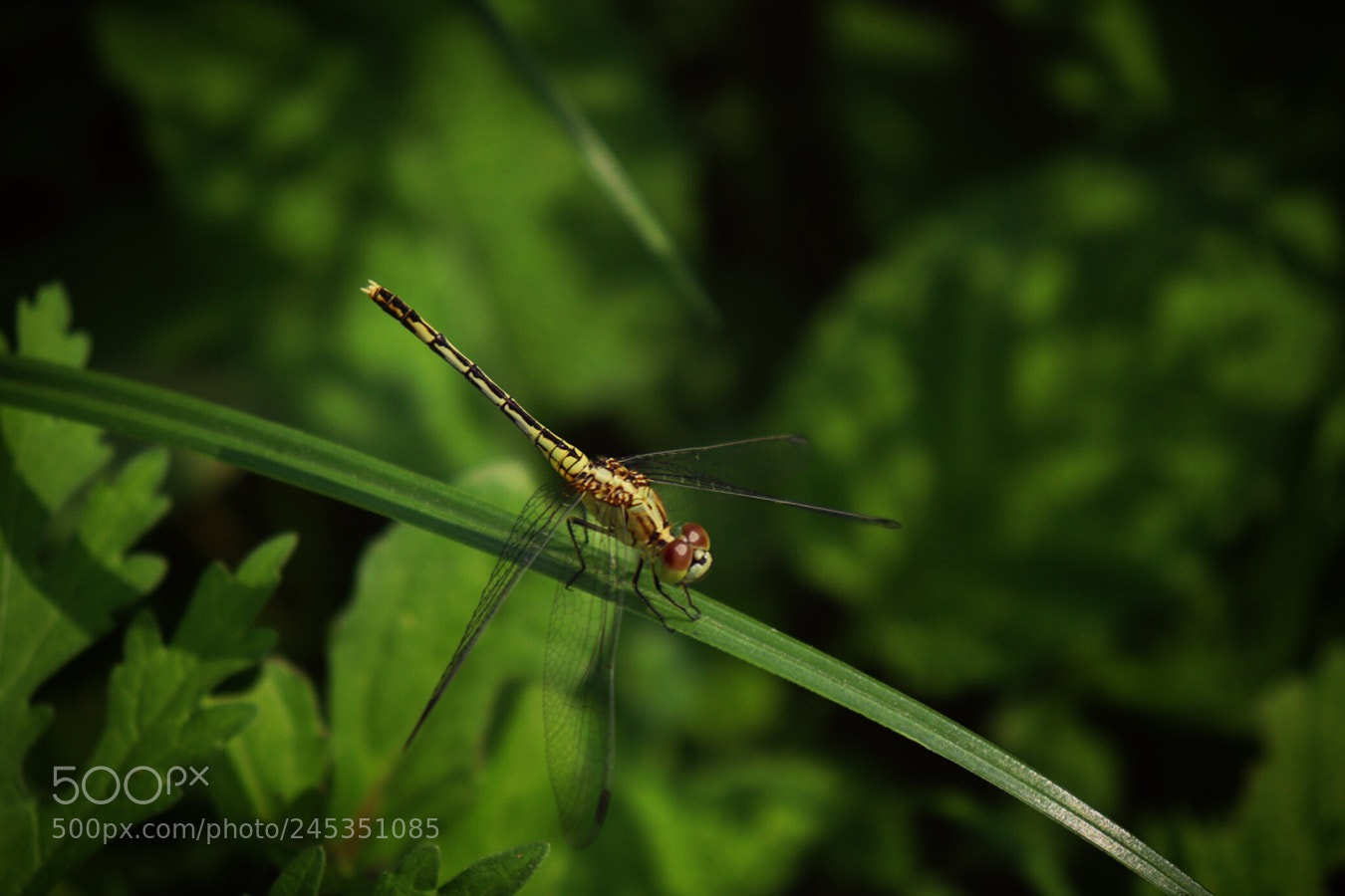 Canon EOS 800D (EOS Rebel T7i / EOS Kiss X9i) sample photo. 1,2,3.... #wink? #photography #wildlife #amateurp ... photography