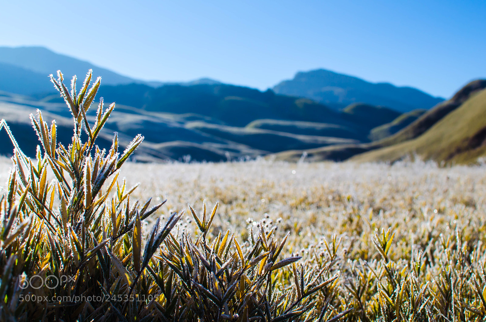 Nikon D5100 sample photo. Frozen grass land photography