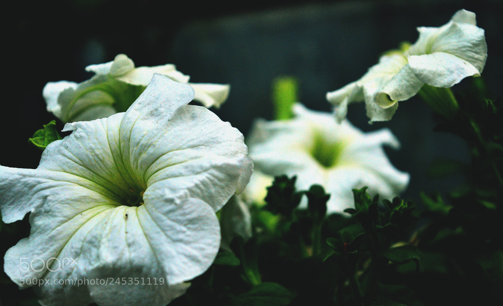 Nikon D5200 sample photo. One out of four photography