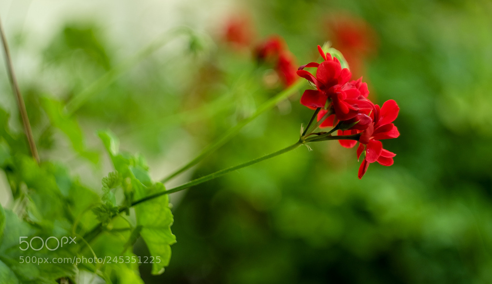 Fujifilm X-A1 sample photo. Untitled photography